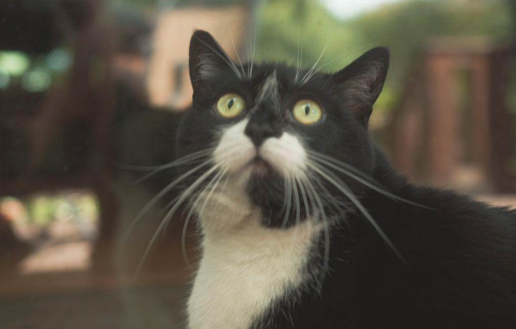 Black and white tuxedo cat with green eyes looking upward.